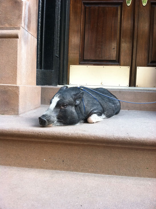 "Stoop sitter" photo by Kim Parker