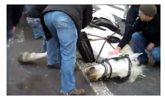 Photo of collapsed carriage Horse on NYC streets